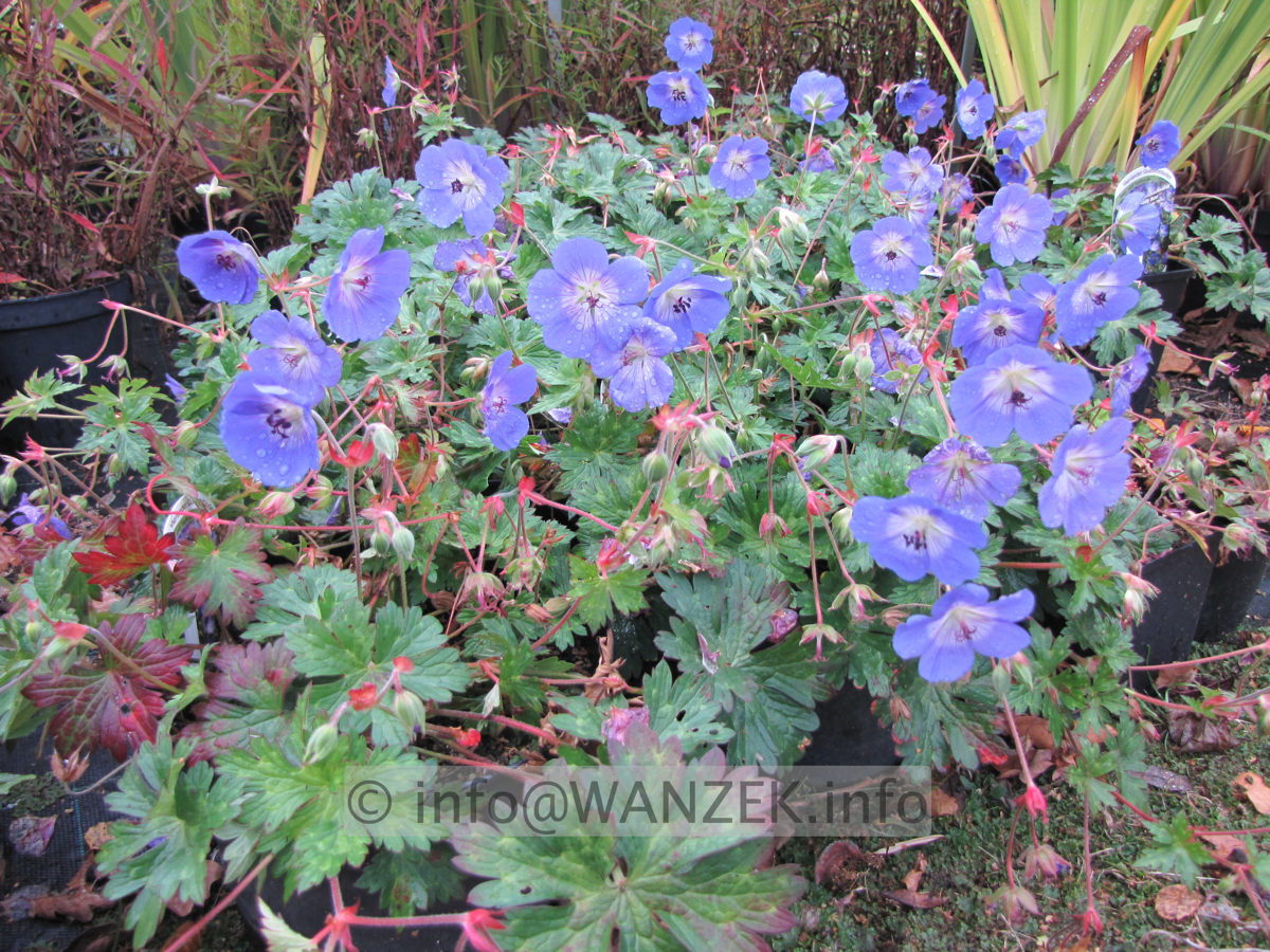 Geranium Hybride Rozanne - Oktober.JPG